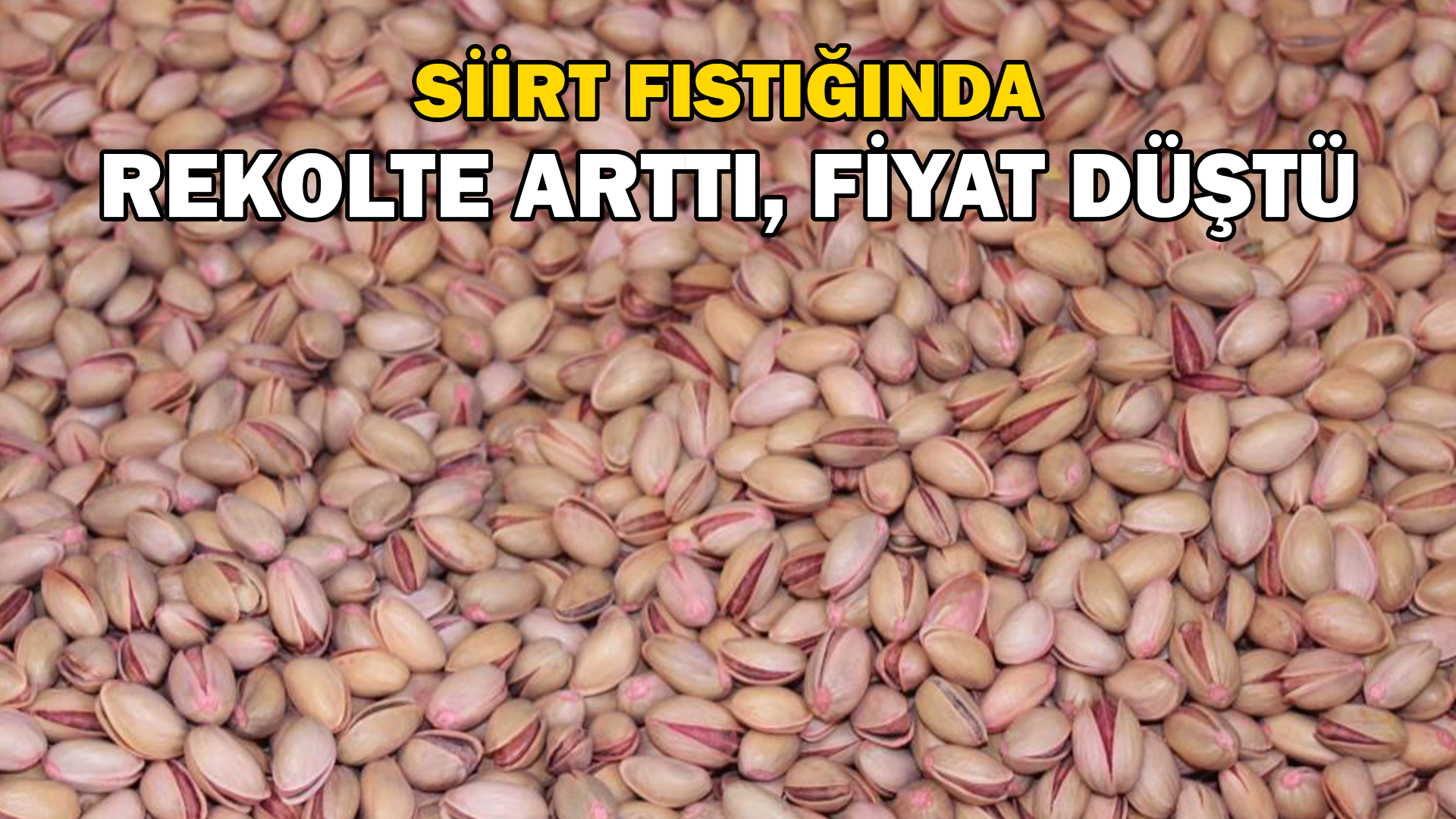 Siirt fıstığında rekolte arttı, fiyat düştü