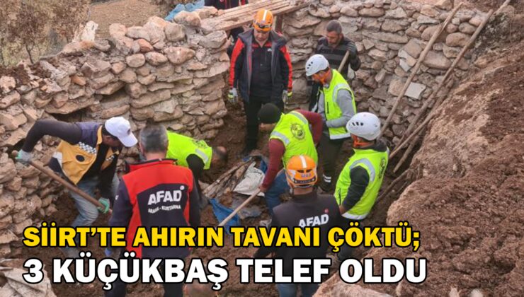 Siirt’te ahırın tavanı çöktü, 3 küçükbaş telef oldu