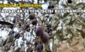 Günlük 3 bin liraya çalışacak zeytin işçisi bulunamıyor