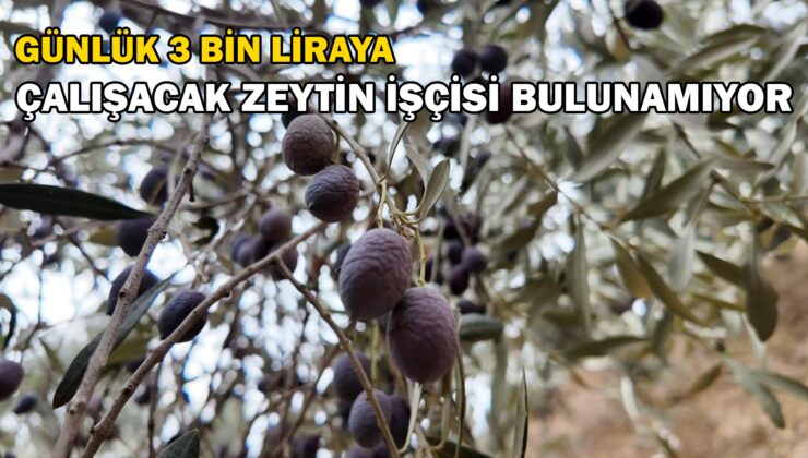 Günlük 3 bin liraya çalışacak zeytin işçisi bulunamıyor