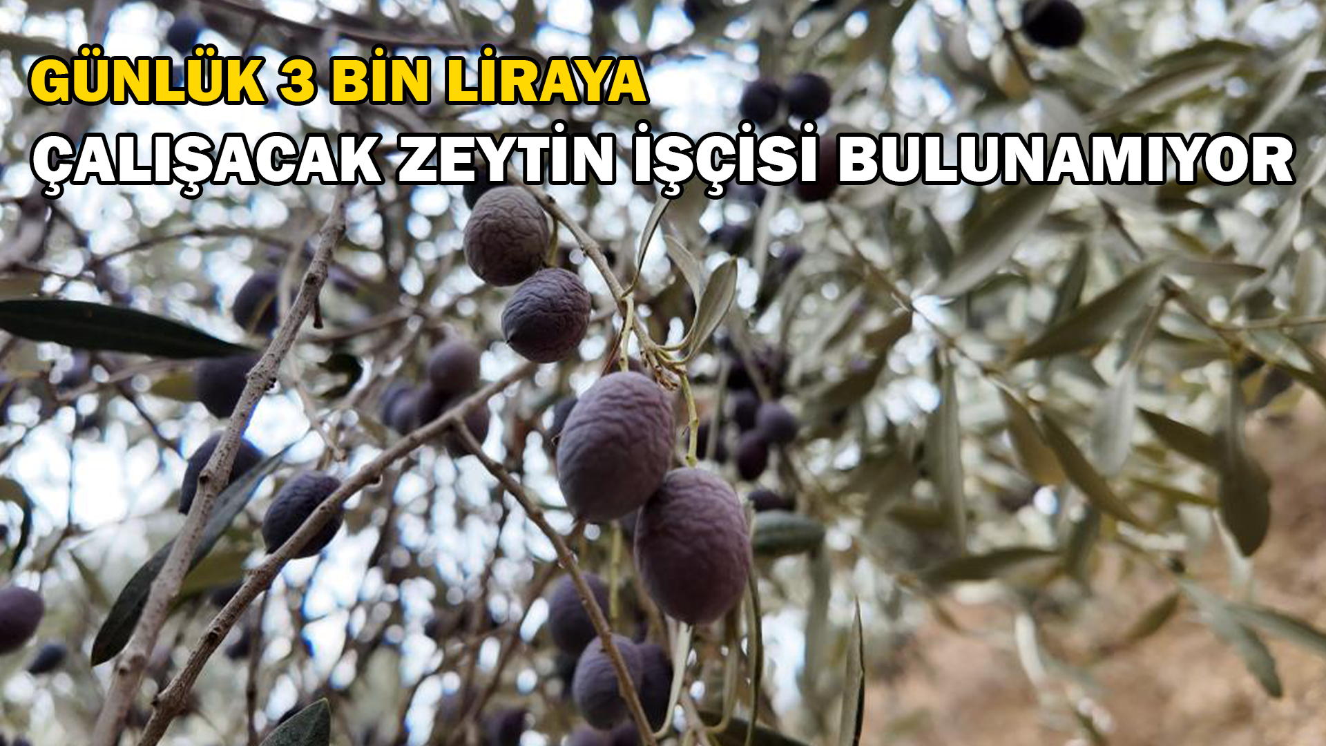 Günlük 3 bin liraya çalışacak zeytin işçisi bulunamıyor