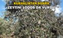 Balıkesir’de zeytini kuraklıktan sonra lodos vurdu