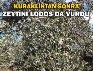 Balıkesir’De Zeytini Kuraklıktan Sonra Lodos Vurdu