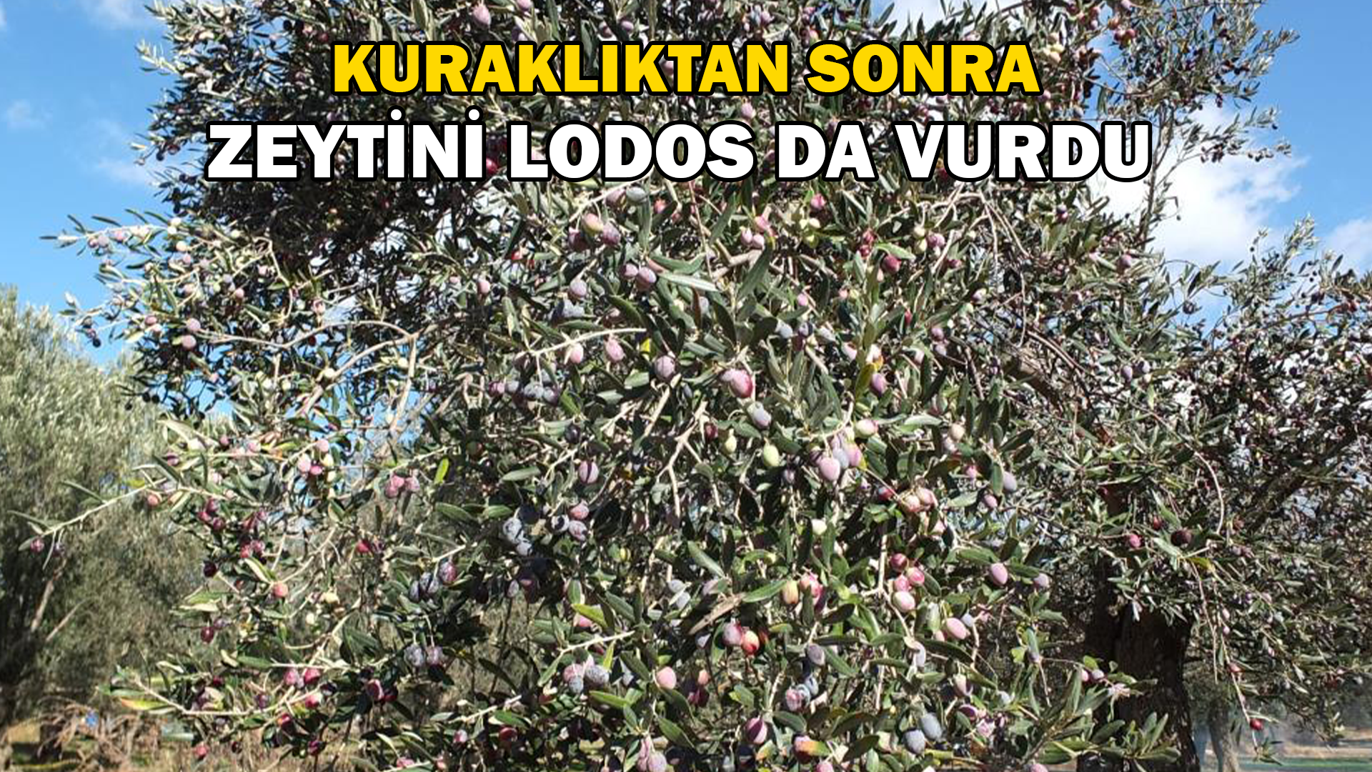 Balıkesir’de zeytini kuraklıktan sonra lodos vurdu