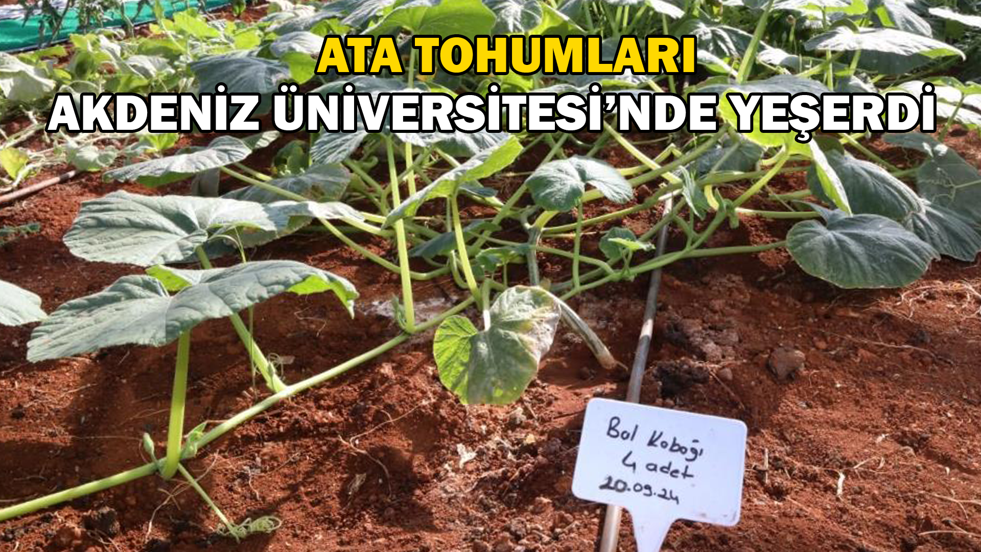 Ata Tohumları Akdeniz Üniversitesi’nde yeşerdi