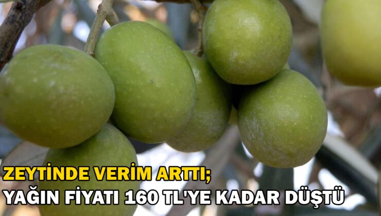 Zeytinde Verim Arttı, Yağın Fiyatı 160 Tl’Ye Kadar Düştü