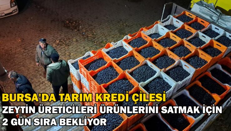 Zeytin Üreticilerinin Tarım Kredi Çilesi