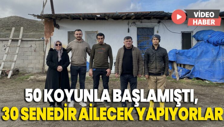 Hayvancılığa 50 Koyunla Başlamıştı, 30 Senedir Ailecek Yapıyorlar