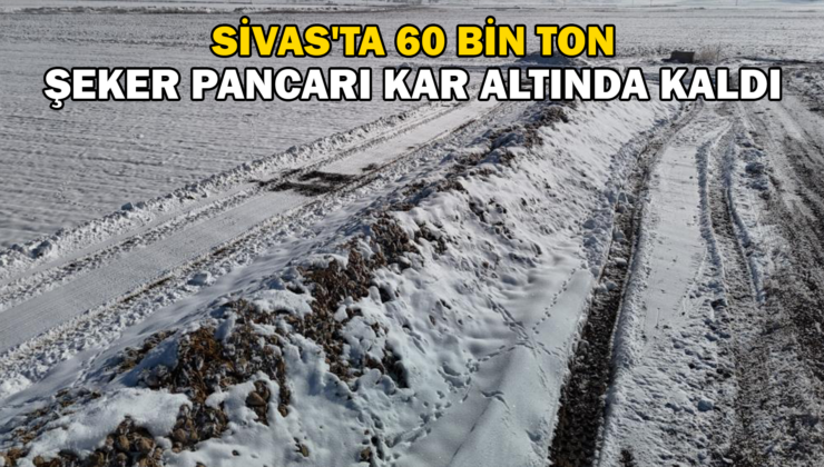 Sivas’Ta 60 Bin Ton Şeker Pancarı Kar Altında Kaldı