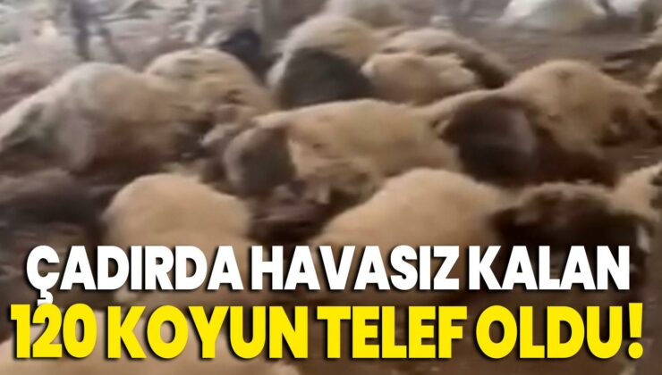 Çadırda Havasız Kalan 120 Koyun Telef Oldu