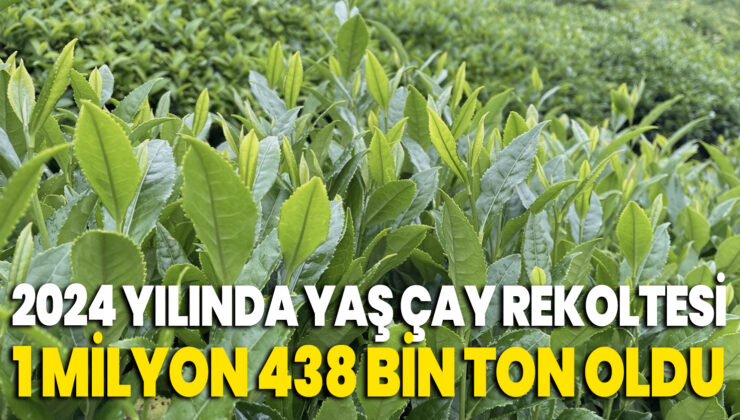 2024 Yılında Yaş Çay Rekoltesi 1 Milyon 438 Bin Ton Oldu