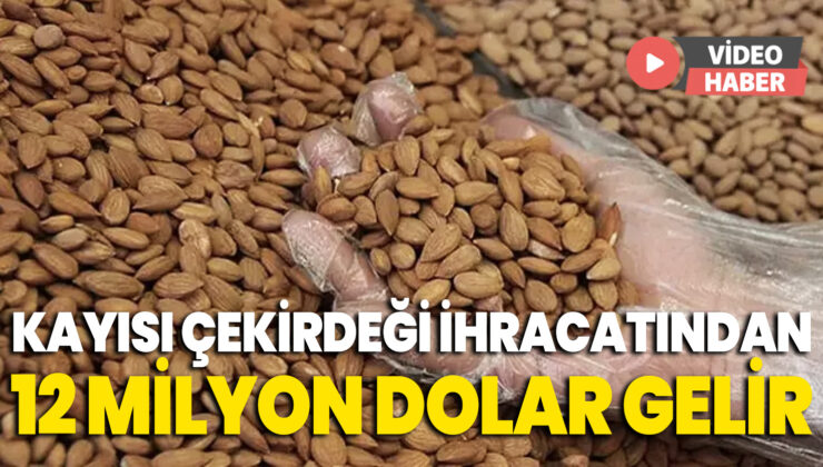 Kayısı Çekirdeği Ihracatından 12 Milyon Dolar Gelir