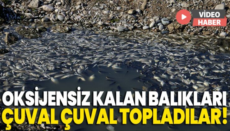 Oksijensiz Kalan Balıkları Çuval Çuval Topladılar