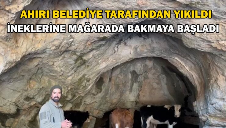 Ahırı Belediye Tarafından Yıkıldı, Ineklerine Mağarada Bakmaya Başladı