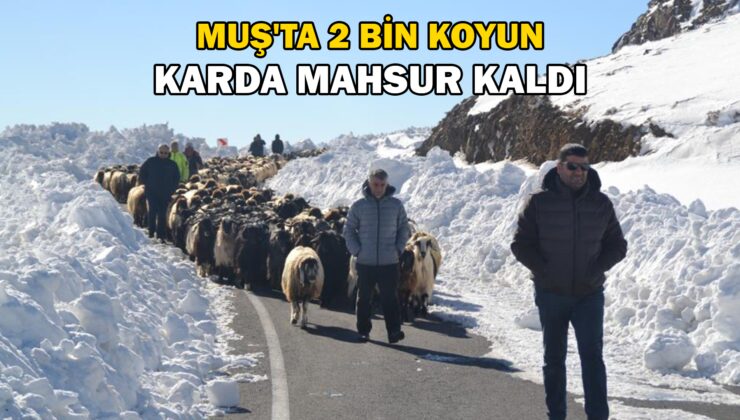 Muş’Ta 2 Bin Koyun Mahsur Kaldı