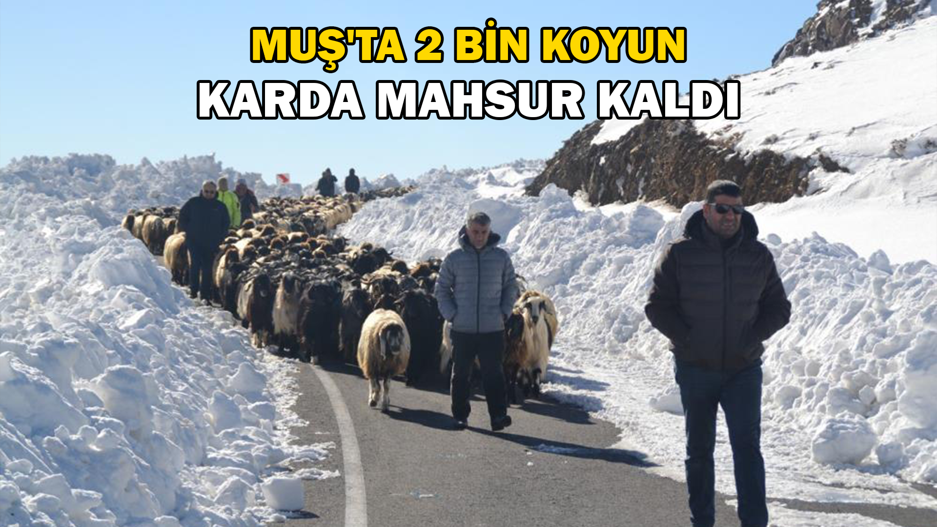 Muş’ta 2 bin koyun mahsur kaldı