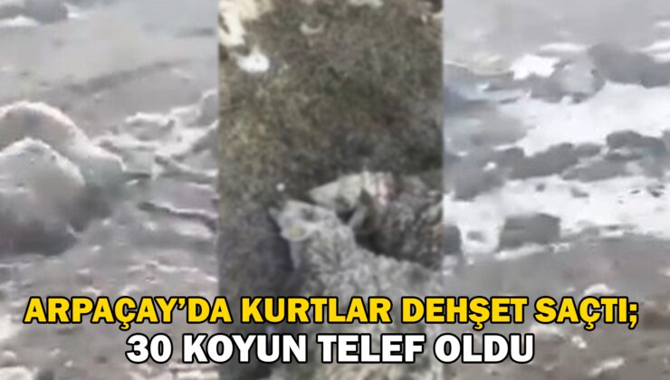 Arpaçay’da Kurtlar Dehşet Saçtı; 30 Koyun Telef Oldu