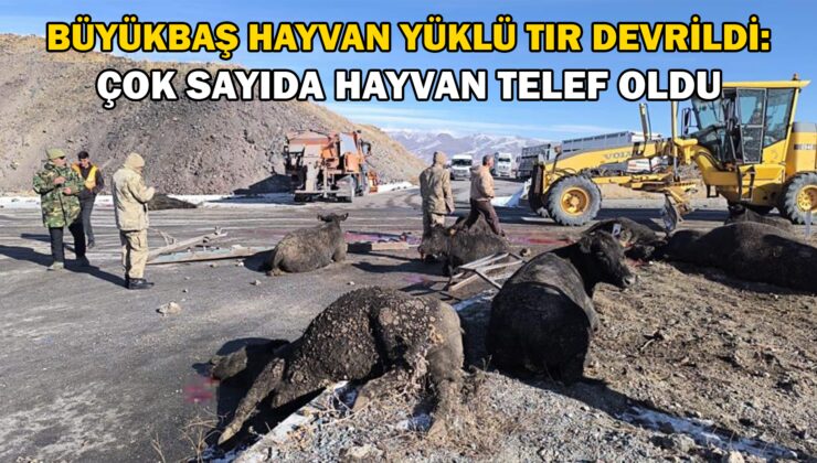 Büyükbaş Hayvan Yüklü Tır Devrildi: Çok Sayıda Hayvan Telef Oldu