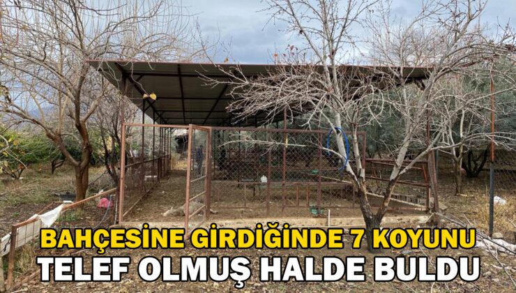 Bahçesine Girdiğinde 7 Koyunu Telef Olmuş Halde Buldu