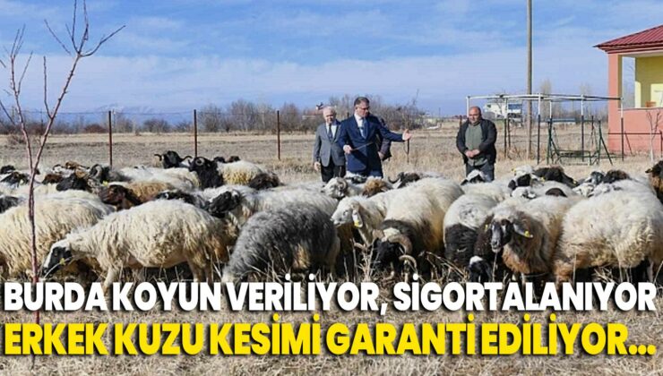 Burada Koyun Veriliyor, Sigortalanıyor, Erkek Kuzu Kesimi Garanti Ediliyor