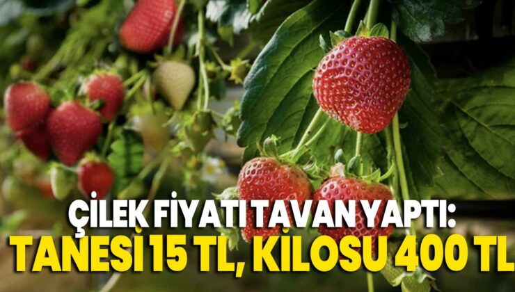 Çilek Fiyatı Tavan Yaptı: Tanesi 15 Tl, Kilosu 400 Tl