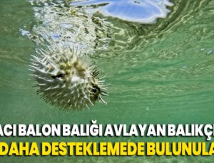 İstilacı Balon Balığı Avlayan Balıkçılara 2 Yıl Daha Desteklemede Bulunulacak