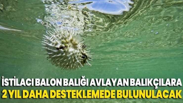 İstilacı Balon Balığı Avlayan Balıkçılara 2 Yıl Daha Desteklemede Bulunulacak