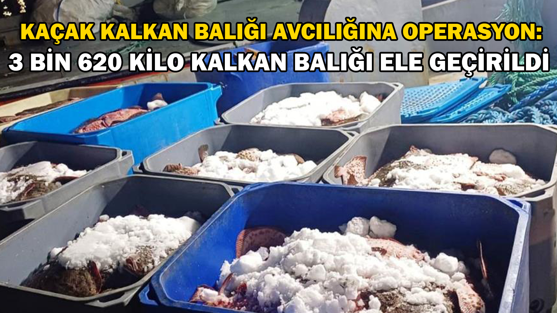 Kaçak kalkan balığı avcılığına operasyon: 3 bin 620 kilo kalkan balığı ele geçirildi