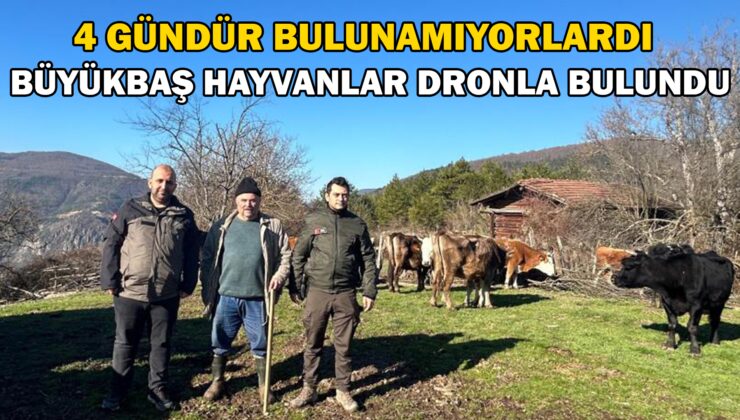 4 Gündür Kayıp Olan Hayvanlar Dronla Bulundu