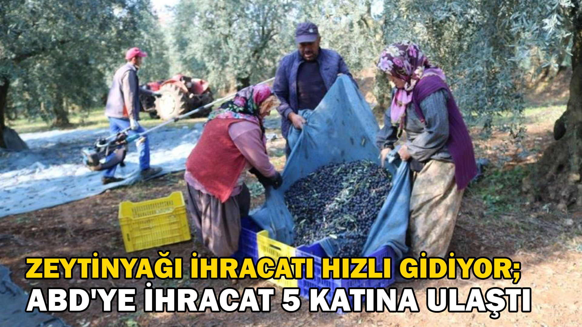 Zeytinyağı ihracatı hızlı gidiyor, ABD’ye ihracat 5 katına ulaştı