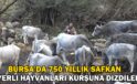 750 yıllık safkan yerli hayvanları kurşuna dizdiler