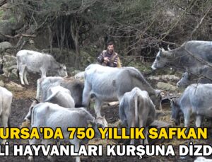 750 yıllık safkan yerli hayvanları kurşuna dizdiler