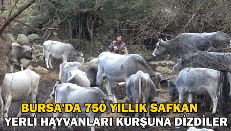 750 yıllık safkan yerli hayvanları kurşuna dizdiler