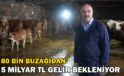 80 bin buzağıdan 5 milyar TL gelir bekleniyor