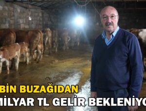 80 bin buzağıdan 5 milyar TL gelir bekleniyor