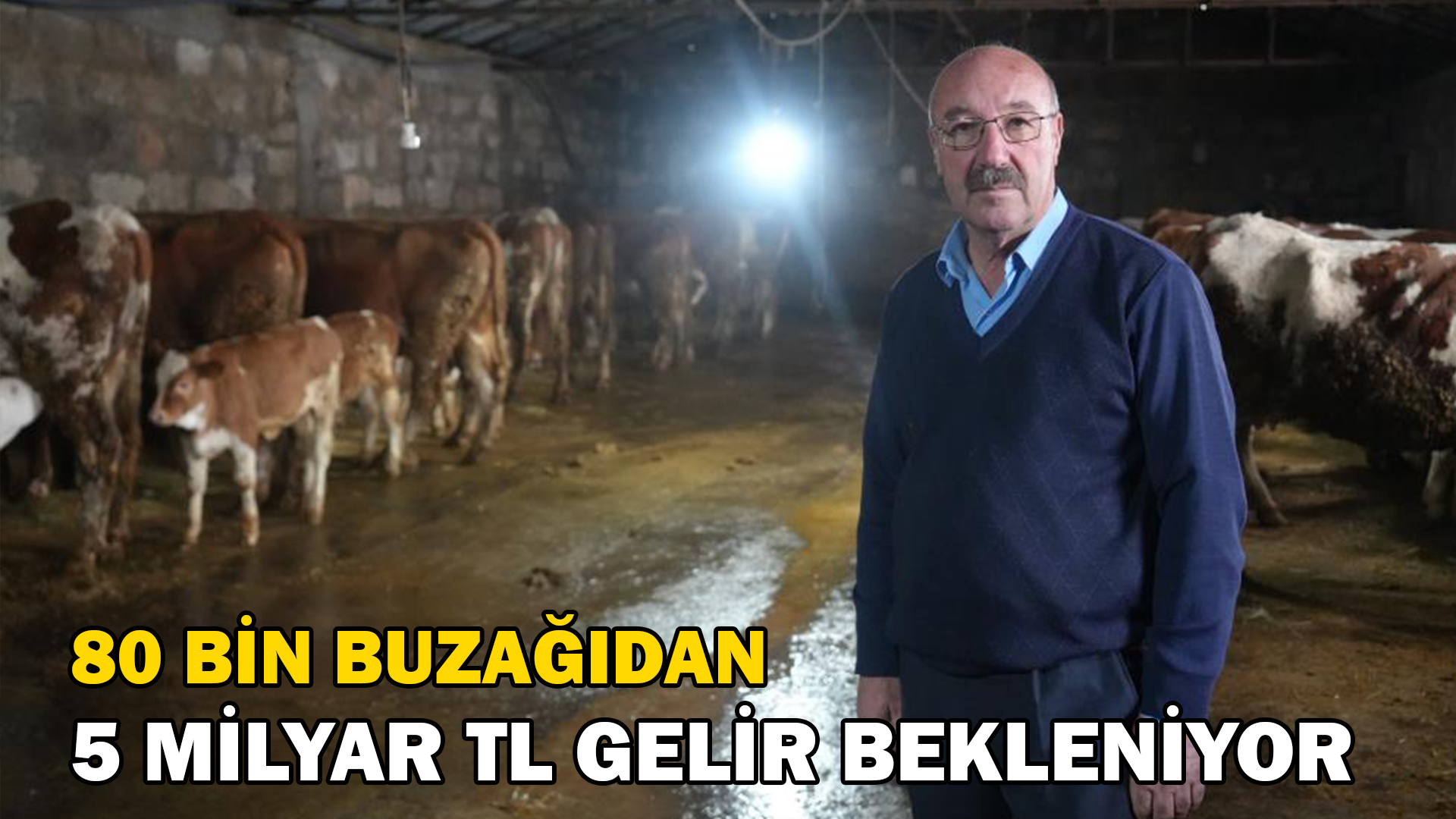 80 bin buzağıdan 5 milyar TL gelir bekleniyor