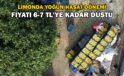 Limonda yoğun hasat dönemi: Fiyatı 6-7 TL’ye kadar düştü