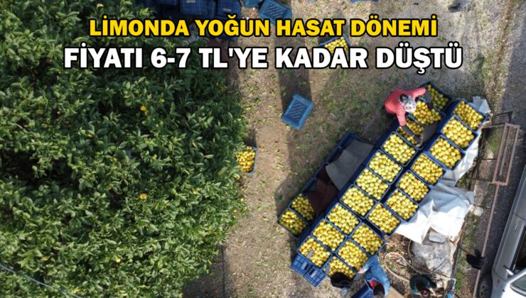 Limonda yoğun hasat dönemi: Fiyatı 6-7 TL’ye kadar düştü