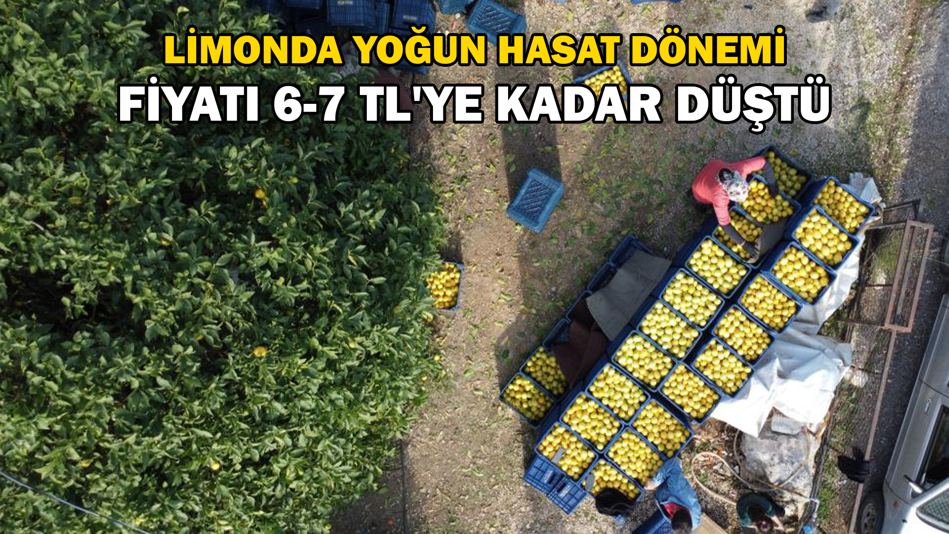 Limonda yoğun hasat dönemi: Fiyatı 6-7 TL’ye kadar düştü