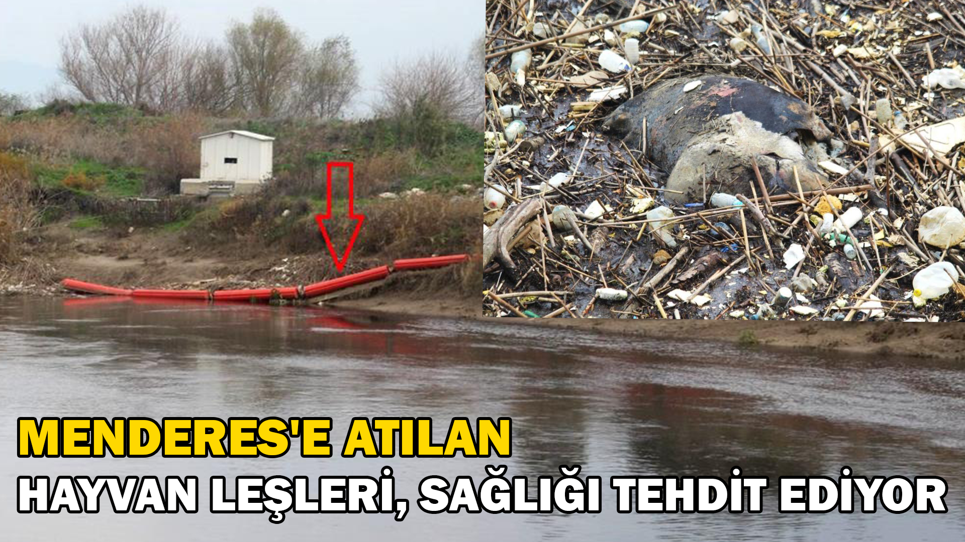 Menderes’e atılan hayvan leşleri, sağlığı tehdit ediyor