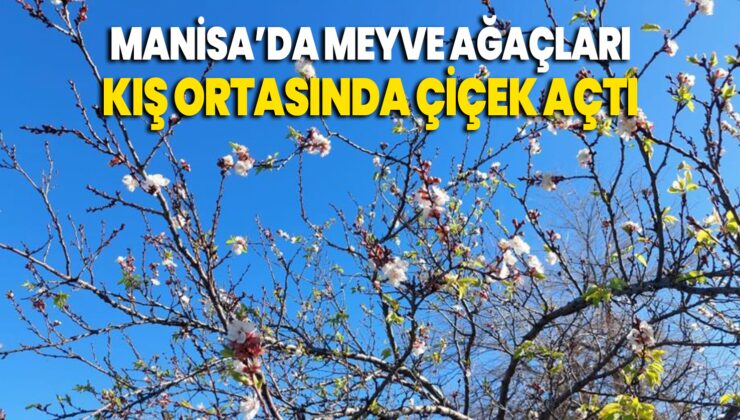 Manisa’da Meyve Ağaçları Kış Ortasında Çiçek Açtı