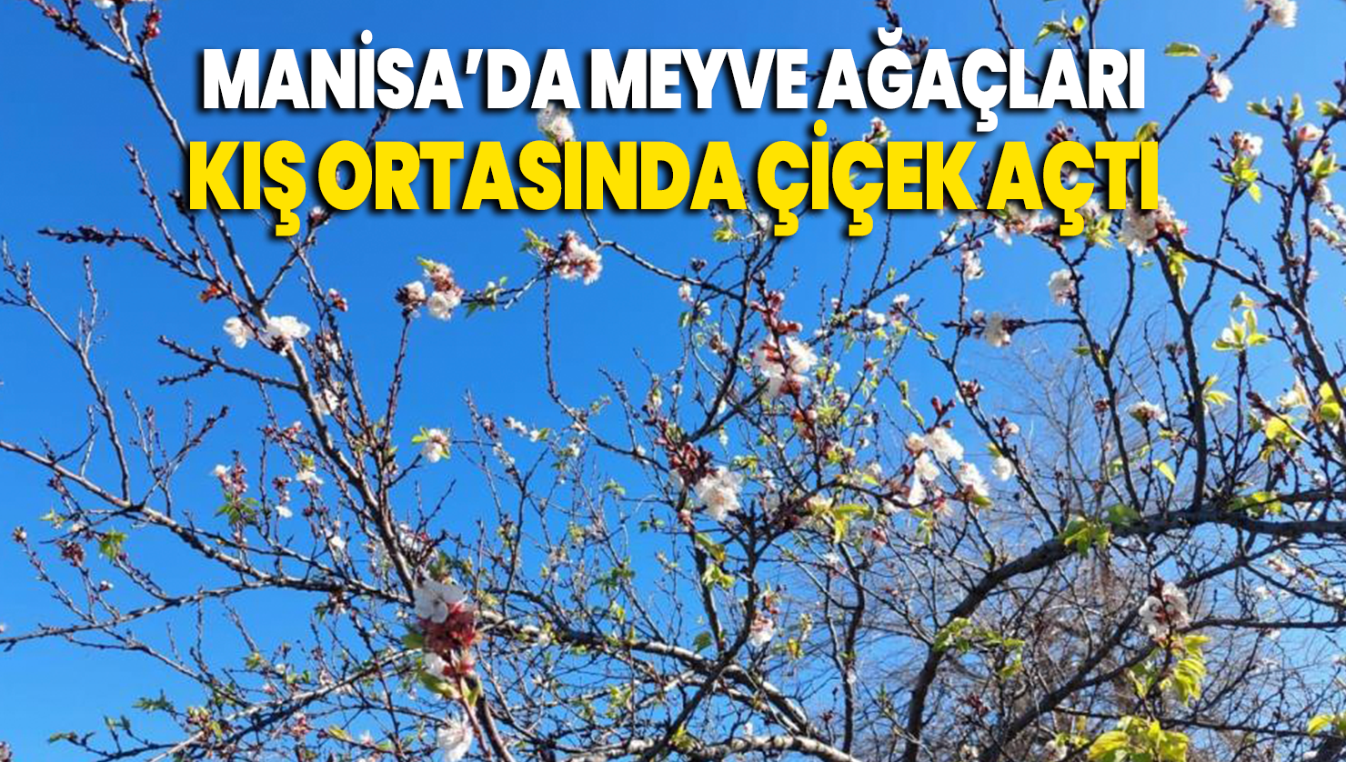 Manisa’da meyve ağaçları kış ortasında çiçek açtı