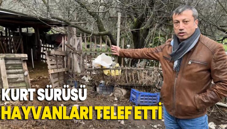 Çiftliklere giren kurt sürüsü hayvanları telef etti