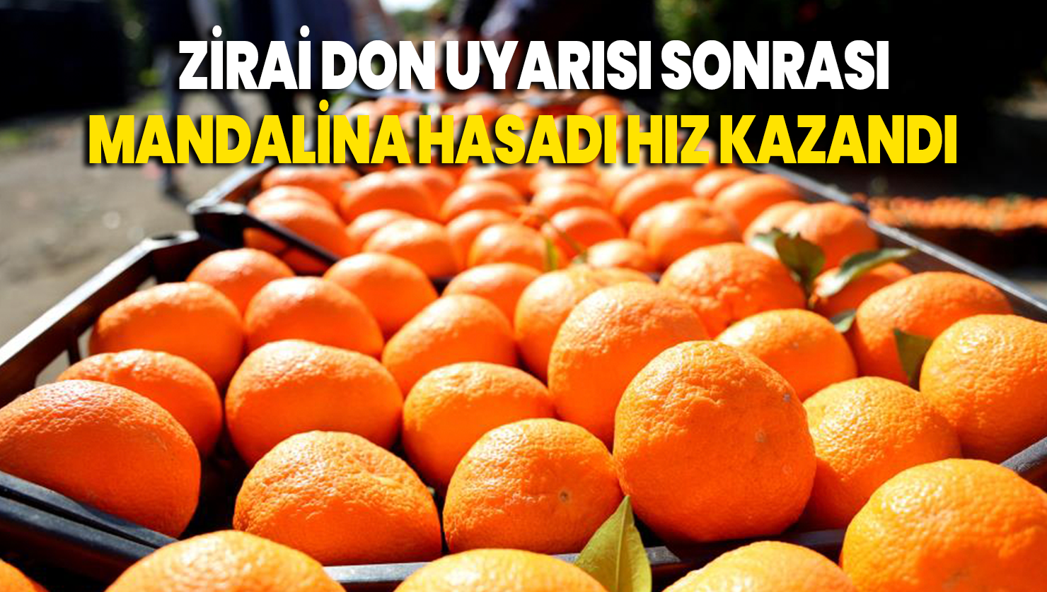 Zirai don uyarısı sonrası mandalina hasadı hız kazandı