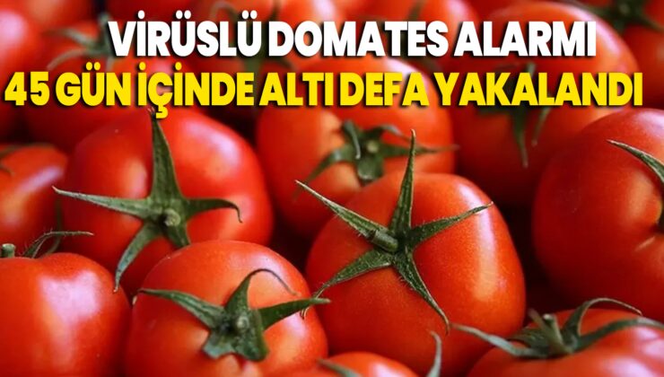 Virüslü Domates Alarmı; 45 Gün Içinde Altı Defa Yakalandı