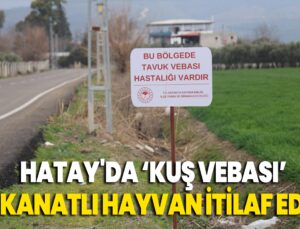 Kuş Vebası Görülen Mahallede 338 Kanatlı Hayvan Itilaf Edildi