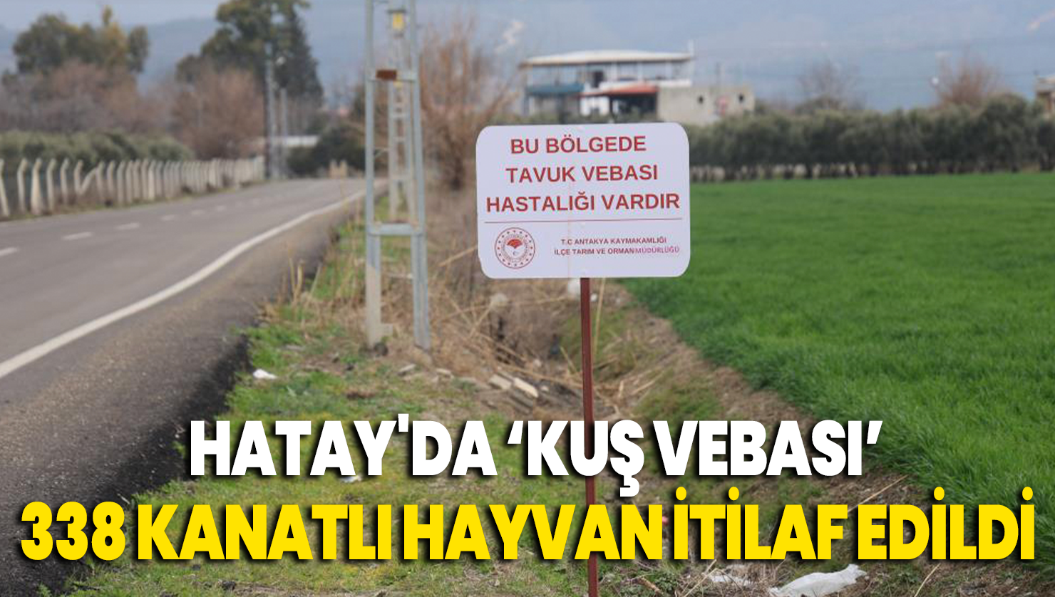 Kuş vebası görülen mahallede 338 kanatlı hayvan itilaf edildi