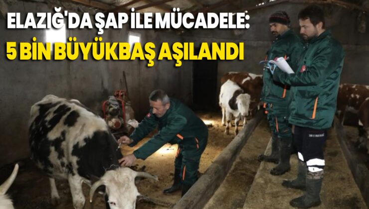 Elazığ’Da Şap Ile Mücadele: 5 Bin Büyükbaş Aşılandı, 255 Işletmede Sağlık Taraması Yapıldı