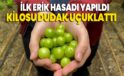 İlk erik hasadı yapıldı, kilosu dudak uçuklattı