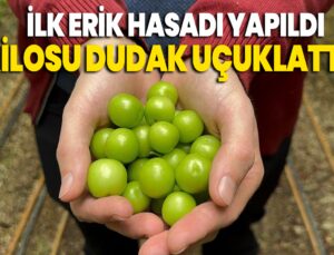 İlk Erik Hasadı Yapıldı, Kilosu Dudak Uçuklattı